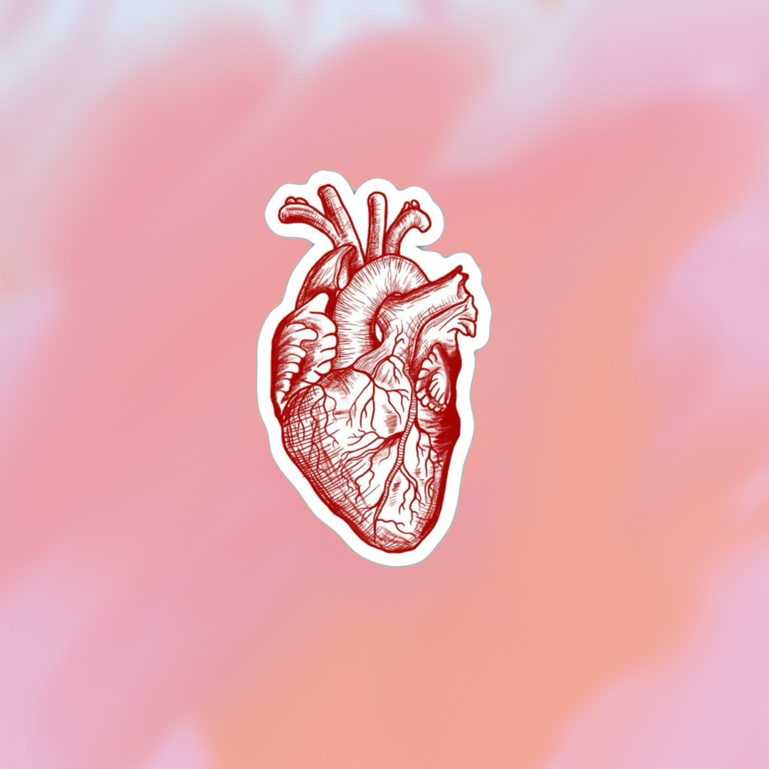 sticker corazon anatomico